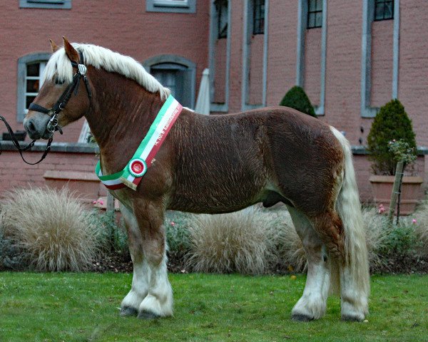 stallion Edwin (Rheinisch-Westfälisches Draughthorse, 2014, from Erdinger Gold)