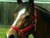 horse Crazy Girl 16 (German Riding Pony, 2003, from Chirk Fulmar)