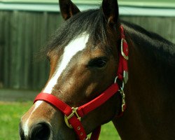 Pferd Crazy Girl 16 (Deutsches Reitpony, 2003, von Chirk Fulmar)