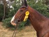 jumper Quest Manderley (German Sport Horse, 2007, from Quaterman I)