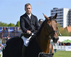 jumper Calimero (Hanoverian, 2006, from Chico's Boy)