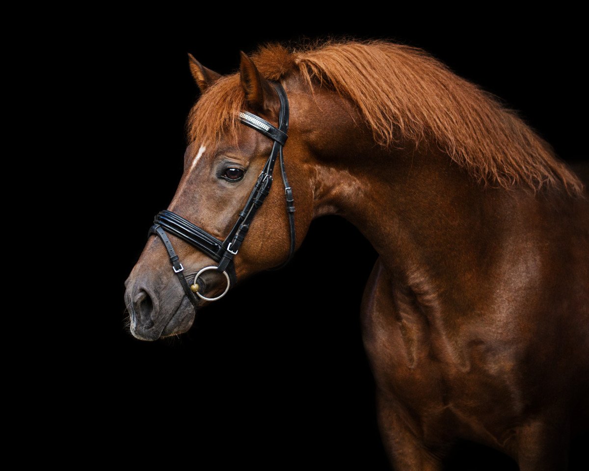 Deckhengst Wootton Dancing Lord (New-Forest-Pony, 1998, von Wootton Dancing Fire)