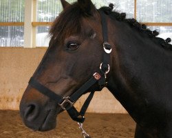 horse Perino (New Forest Pony, 1991, from Priory Hornpipe)