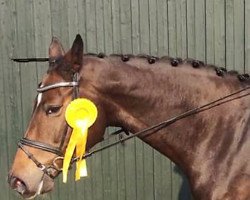 dressage horse La Belle (Holsteiner, 2010, from Larimar)