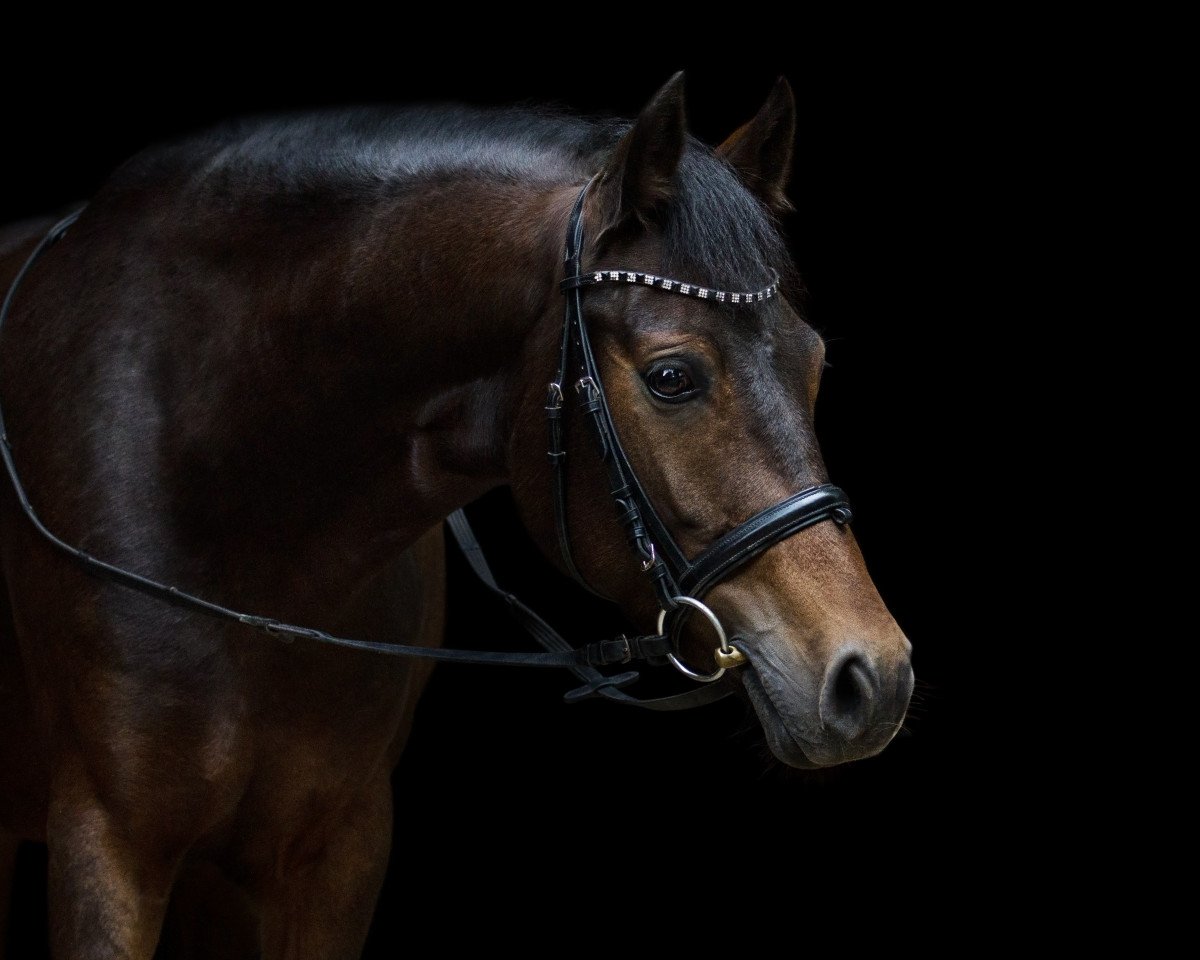 broodmare Pasadena (New Forest Pony, 2012, from Poppings Marribo)