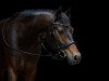 broodmare Pasadena (New Forest Pony, 2012, from Poppings Marribo)