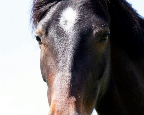 Pferd Wariwero (Deutsches Reitpony, 2012, von Walou)