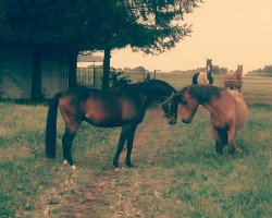 dressage horse Walito (German Riding Pony, 2011)