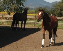 dressage horse WallE (Württemberger, 2007, from Worldly I)