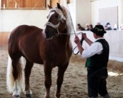 stallion Silvester (South German draft horse, 2007, from Schiwago)