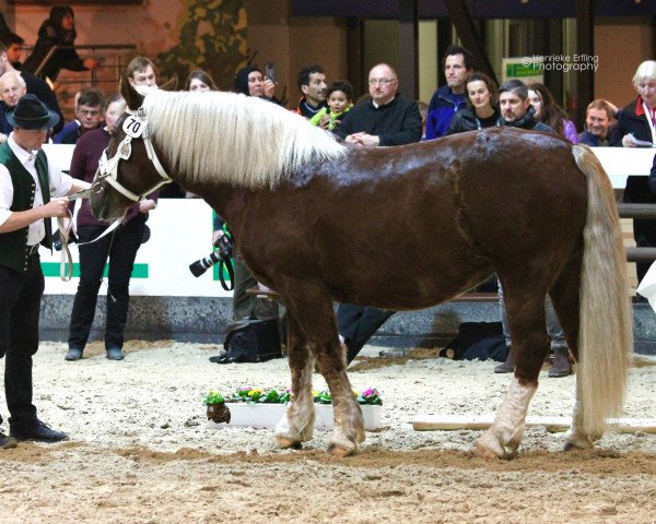 broodmare Elina (South German draft horse, 2007, from Schwarz-Weiss)