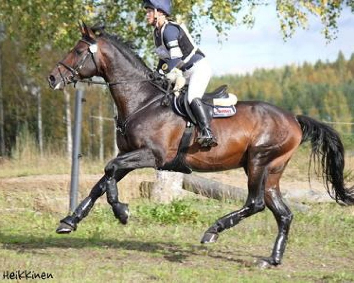stallion Nabucco AA (Anglo-Arabs, 2002, from Najeeb AA)