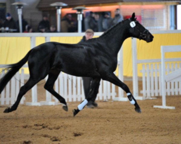 stallion Appleby xx (Thoroughbred, 2008, from Mamool xx)