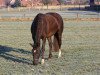 broodmare Frivoli (KWPN (Royal Dutch Sporthorse), 2010, from Kannan)