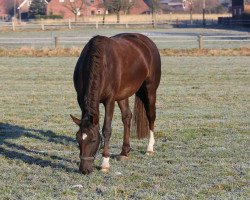 Zuchtstute Frivoli (KWPN (Niederländisches Warmblut), 2010, von Kannan)