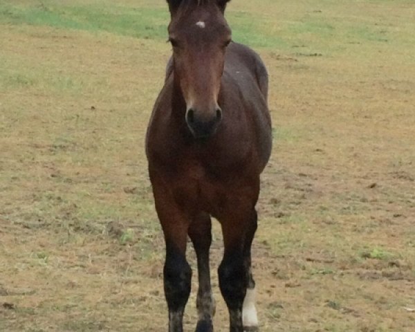 dressage horse Eremit (Sachs-door. Heavy Warmbl., 2016, from Estan)