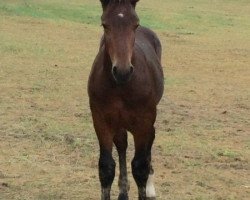 Pferd Eremit (Sächs.-Thür. Schweres Warmbl., 2016, von Estan)