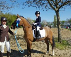 dressage horse Daily Divo (Rhinelander, 2011, from FS Don't Worry)