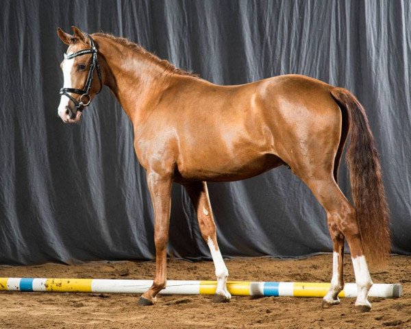 Deckhengst Coco Jambo 30 (Deutsches Reitpony, 2014, von Casino Royal Flash)