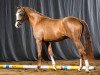 stallion Coco Jambo 30 (German Riding Pony, 2014, from Casino Royal Flash)