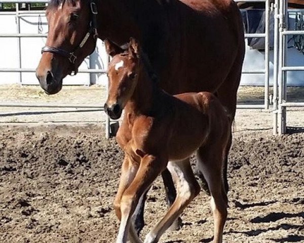 jumper Morganstern (KWPN (Royal Dutch Sporthorse), 2017, from Vagabond de la Pomme)