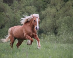 Pferd Flora (Haflinger, 1991, von Apikal)