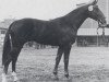stallion Pyrmont (Hanoverian, 1974, from Pinturischio xx)