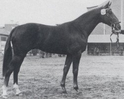 stallion Pyrmont (Hanoverian, 1974, from Pinturischio xx)