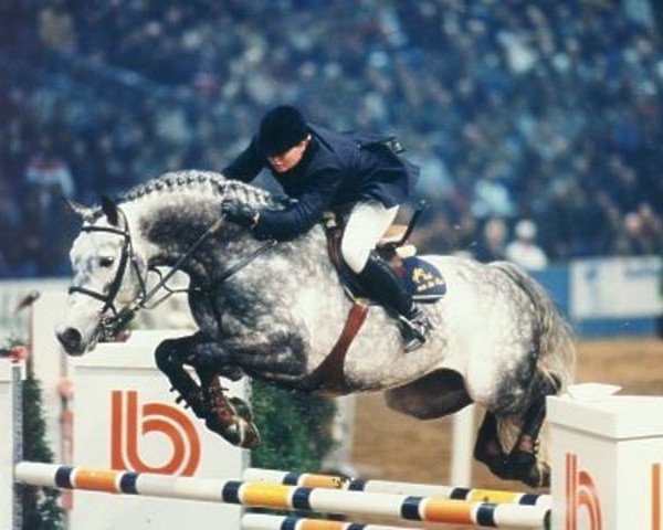 stallion Little Rock (Holsteiner, 1991, from Landaris)