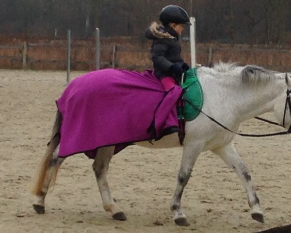 broodmare A.W.I. Rafiness (Welsh-Pony (Section B), 1999, from Reitland's Ramiro)