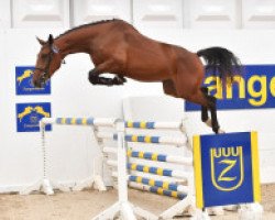 jumper Chakilly Z (Zangersheide riding horse, 2013, from Chacco-Blue)