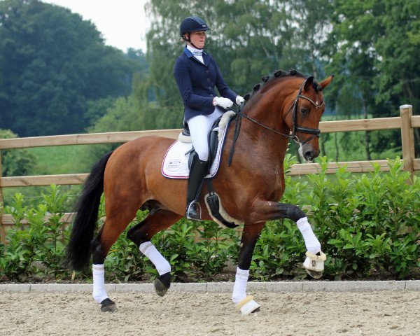dressage horse Champagner (Holsteiner, 2011, from Catoo)