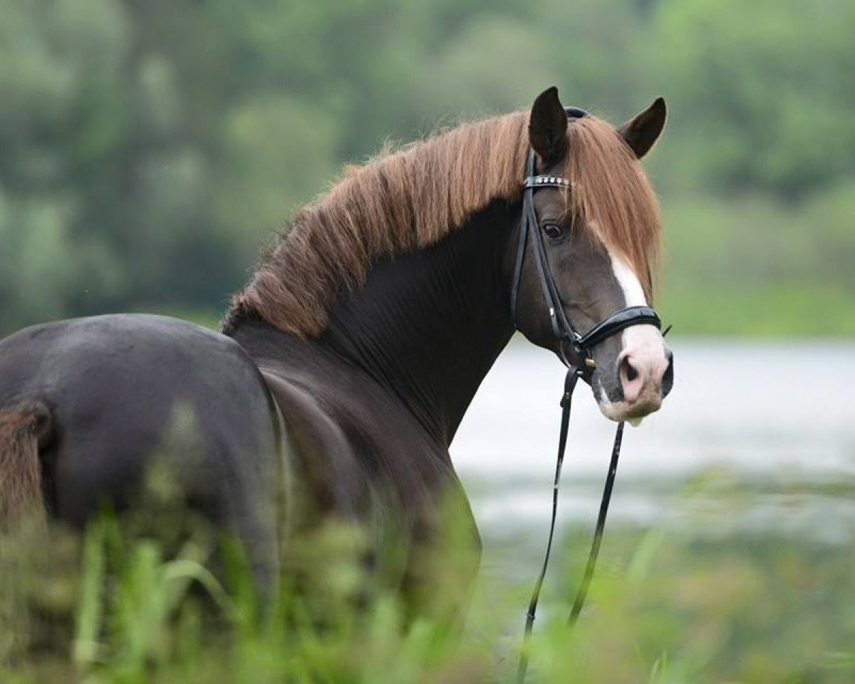Deckhengst Belissimo HS (Deutsches Reitpony, 2007, von Benetton S)