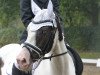 Dressurpferd Coolmoyne Leo (Tinker / Irish Cob / Gypsy Vanner, 2009)