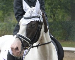 Dressurpferd Coolmoyne Leo (Tinker / Irish Cob / Gypsy Vanner, 2009)