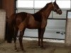 broodmare Lady Lowinja (Rhinelander, 2005, from Lowelas)