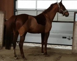 broodmare Lady Lowinja (Rhinelander, 2005, from Lowelas)