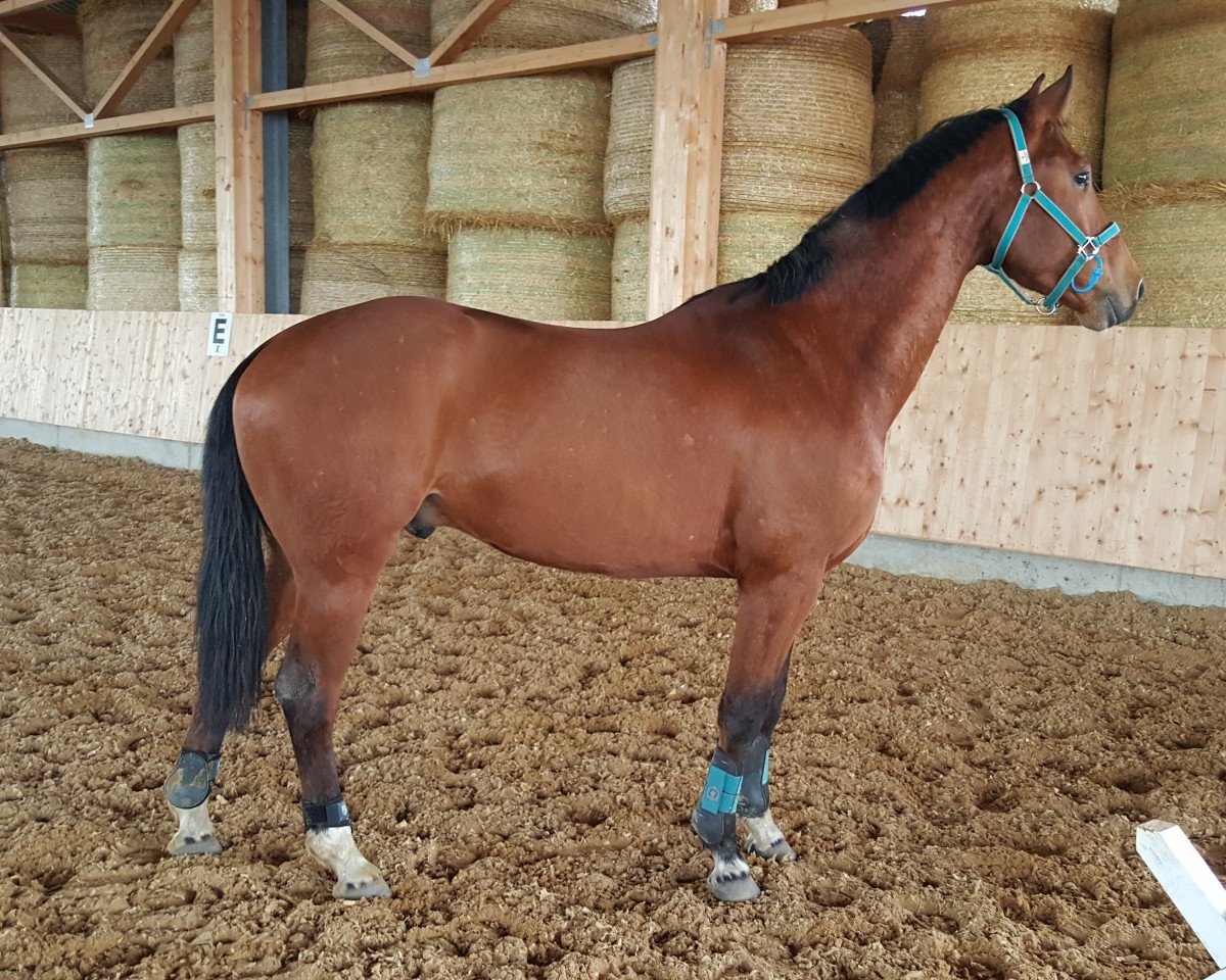 dressage horse Don Giovanni (Bavarian, 2012, from Don Juan de Hus)