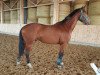 dressage horse Don Giovanni (Bavarian, 2012, from Don Juan de Hus)