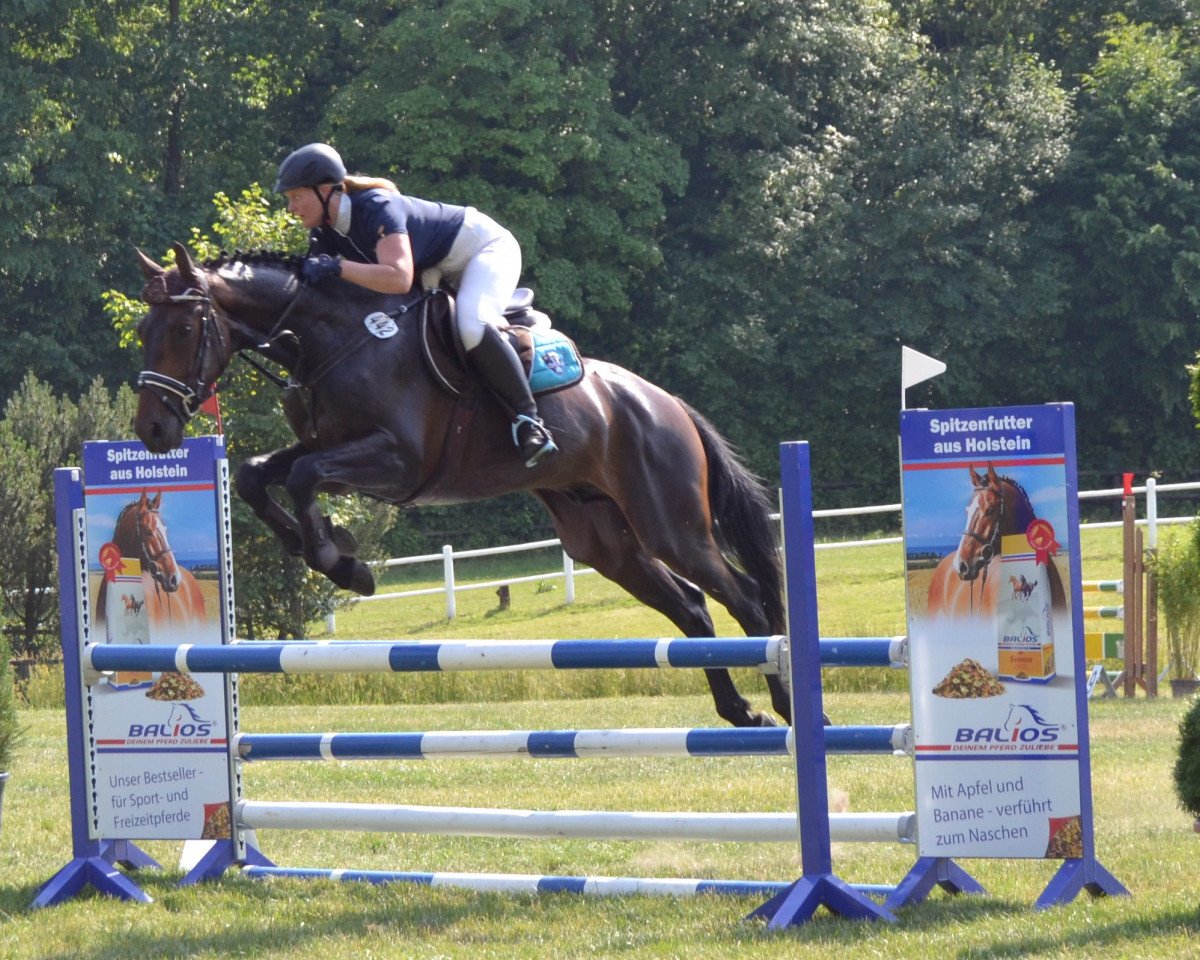 jumper Monte Carlo S (Hanoverian, 2010, from Monte Bellini)
