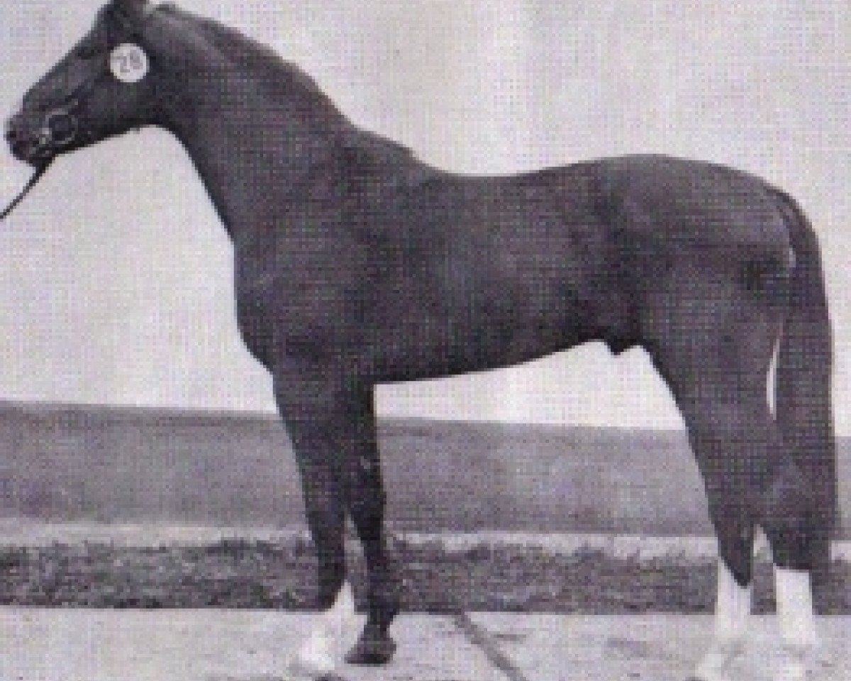 stallion Janos 3435 (Mecklenburg, 1980, from Jerome II 3389)