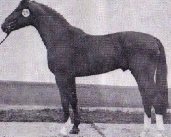 stallion Janos 3435 (Mecklenburg, 1980, from Jerome II)