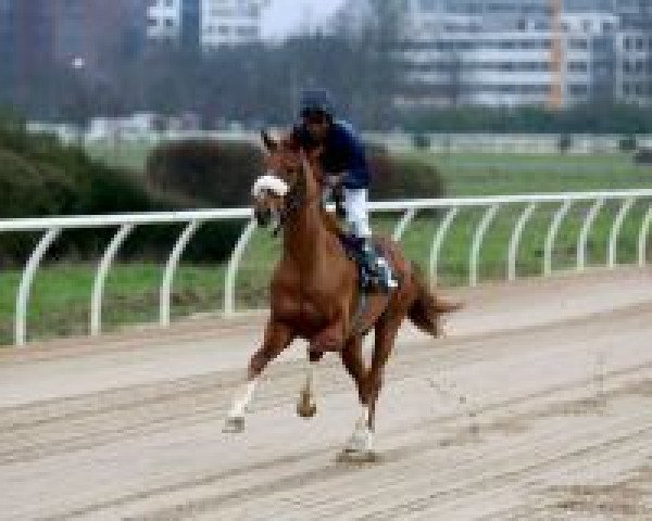 horse Medici xx (Thoroughbred, 2013, from Curlin xx)