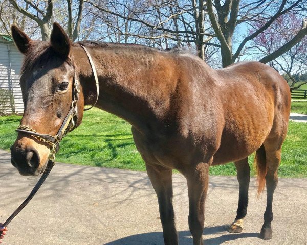 broodmare Serena´s Song xx (Thoroughbred, 1992, from Rahy xx)