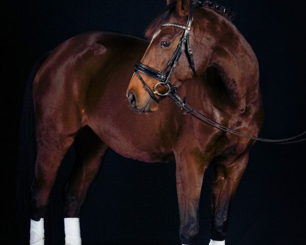 broodmare Ramira 386 (Hanoverian, 2006, from Rhytmo)