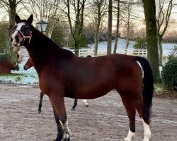 broodmare Texas Lady (Holsteiner, 2003, from Cassini I)