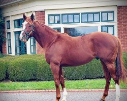 stallion Catalina Cruiser xx (Thoroughbred, 2014, from Union Rags xx)