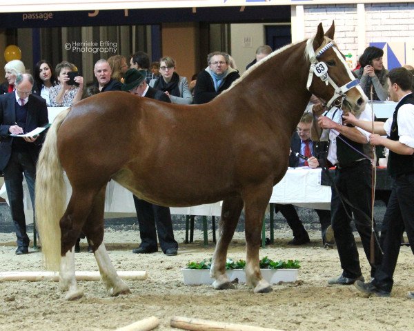 broodmare Heidemarie (South German draft horse, 2010, from Garant)