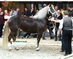 broodmare Esmeralda (South German draft horse, 2010, from Volvo)