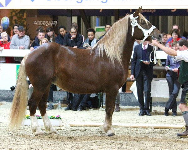 Zuchtstute Zafira (Süddeutsches Kaltblut, 2010, von Seeg)